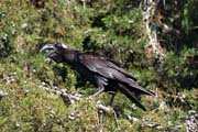 Thick-billed raven (Corvus crassirostris). Bale Mountain National Park. South, Ethiopia.