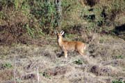 Bohor reedbuck. Bale Mountain National Park. South, Ethiopia.