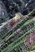 Sweet potato fields are also found in steep hills. South part of Baliem Valley. Papua,  Indonesia.