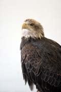 American Bald Eagle (Haliaeetus leucocephalus), Mississippi river area, Wabasha, Minnesota. United States of America.