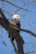 American Bald Eagle (Haliaeetus leucocephalus), Mississippi river area, Wabasha, Minnesota. United States of America.