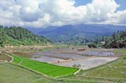 Ricefield, Mamasa valley, Tana Toraja area. Indonesia.