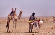 Tuaregs on the way to reach new place for living. Sahara desert. Mali.