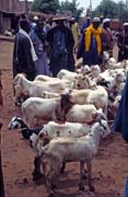 Goats selling, Djenné city. Mali.