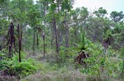 Jungle. Kakadu National park. Australia.