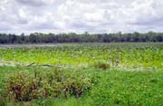 Yellow Water river. Kakadu National park. Australia.