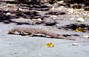 Lizard one meter long at Fitzoy island. Australia.
