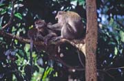 Monkey. Bako national park. Sarawak,  Malaysia.
