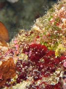Diving around Bunaken island, Lekuan I dive site. Indonesia.