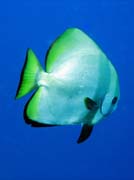 Diving around Bunaken island, Lekuan I dive site. Indonesia.