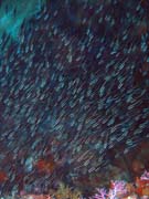 Diving around Bunaken island, Timur dive site. Indonesia.