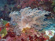 Diving around Bunaken island, Timur dive site. Indonesia.