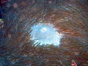 Diving around Bunaken island, Timur dive site. Indonesia.