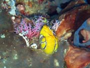 Diving around Bunaken island, Timur dive site. Indonesia.