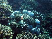 Diving around Bunaken island, Timur dive site. Indonesia.