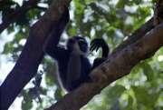Gibbon monkey in Tanjung Puting national park. Kalimantan,  Indonesia.