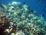 Diving around Bunaken island, Timur dive site. Indonesia.