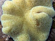 Diving around Bunaken island, Timur dive site. Indonesia.