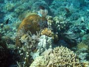 Diving around Bunaken island, Timur dive site. Indonesia.