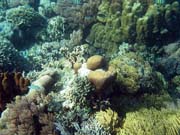 Diving around Bunaken island, Timur dive site. Indonesia.