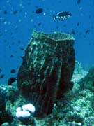 Diving around Bunaken island, Fukui dive site. Sulawesi, Indonesia.