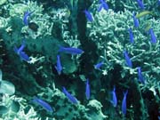 Diving around Bunaken island, Fukui dive site. Sulawesi, Indonesia.