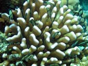 Diving around Bunaken island, Fukui dive site. Sulawesi, Indonesia.