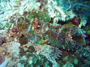 Scorpion Fish. Diving around Bunaken island, Siladan I dive site. Sulawesi,  Indonesia.
