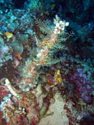 Diving around Bunaken island, Siladan I dive site. Sulawesi, Indonesia.