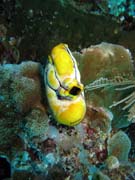 Polycarpa aurata and corals. Diving around Bunaken island, Siladan I dive site. Sulawesi,  Indonesia.