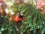Clown Anemonefish their host anemone. Diving around Bunaken island, Siladan I dive site. Sulawesi,  Indonesia.