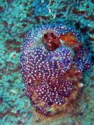 Diving around Bunaken island, Molas Wreck dive site. Sulawesi, Indonesia.