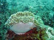 Anemone. Diving around Bunaken island, Molas Wreck dive site. Sulawesi,  Indonesia.