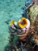 Polycarpa aurata. Diving around Bunaken island, Molas Wreck dive site. Sulawesi, Indonesia.