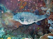 Starry Pufferfish (Arothron stellatus ). Diving around Bunaken island, Lekuan III dive site. Indonesia.