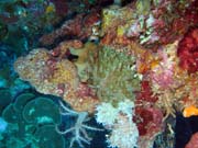 Diving around Bunaken island, Lekuan III dive site. Indonesia.