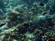 Diving around Bunaken island, Lekuan I dive site. Indonesia.
