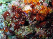 Diving around Bunaken island, Mandolin dive site. Indonesia.