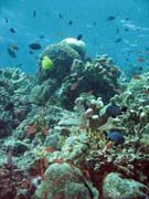 Diving around Bunaken island, Mandolin dive site. Indonesia.