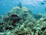 Diving around Bunaken island, Mandolin dive site. Sulawesi,  Indonesia.
