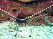Shrimp. Diving around Bunaken island, Mandolin dive site. Sulawesi,  Indonesia.
