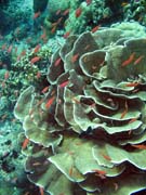 Diving around Bunaken island, Mandolin dive site. Indonesia.