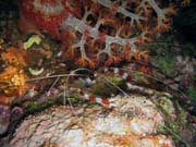 Diving around Bunaken island, Chelo Chelo dive site. Indonesia.