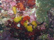 Diving around Bunaken island, Chelo Chelo dive site. Indonesia.