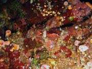 Scorpionfish. Diving around Bunaken island, Alban dive site. Indonesia.