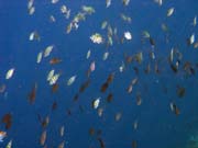 Diving around Bunaken island, Alban dive site. Indonesia.