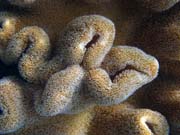 Diving around Bunaken island, Alban dive site. Sulawesi, Indonesia.