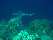 Whitetip Reef Shark. Diving around Bunaken island, Alban dive site. Sulawesi,  Indonesia.