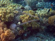 Trumpetfish. Diving around Bunaken island, Alban dive site. Sulawesi,  Indonesia.