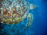 Turtle. Diving around Bunaken island, Lekuan I dive site. Sulawesi,  Indonesia.